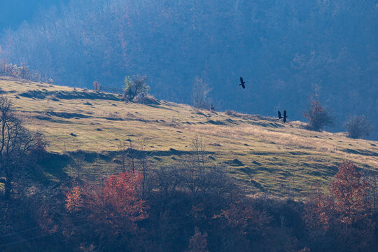 View of the grassy hillside during autumn with colorful trees and birds flying in the sky in Topli Do, Pirot District, Serbia.