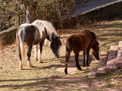 View of a piebald horse and a brown pony grazing on a grassy path with stone steps and scattered autumn leaves in the village of Topli Do, Pirot District, Serbia.