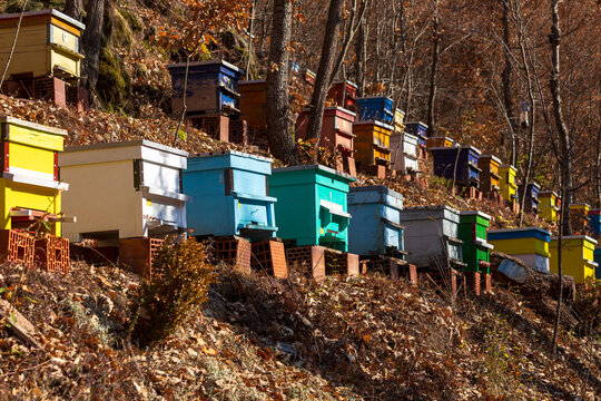 View of colorful beehives arranged on a hillside in the forest during autumn in Topli Do, Pirot District, Serbia.