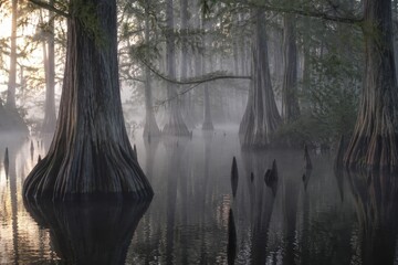 Naklejka premium Bald cypress trees standing in misty swamp water