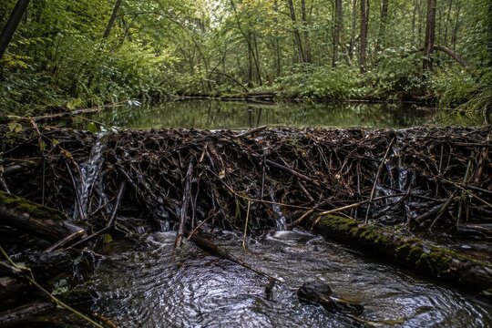 Beaver dam of woven sticks across a shallow woodland stream
