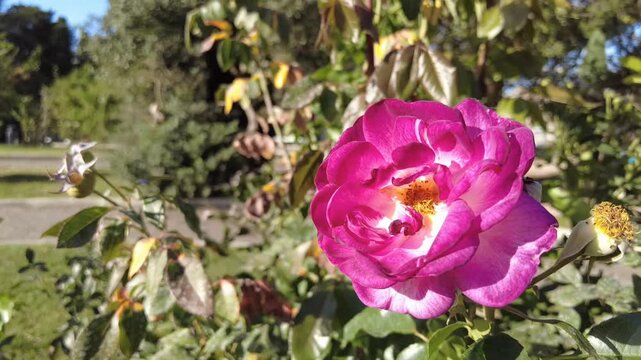 Texture German rose flower close up, slow motion video of vibrant magenta purple blooming petals moving gently in the wind and bright sunlight, botanical nature background for floral projects.