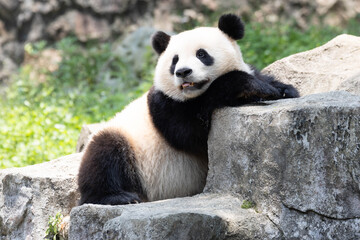 Cute Giant Panda Leaning on Rock © foreverhappy