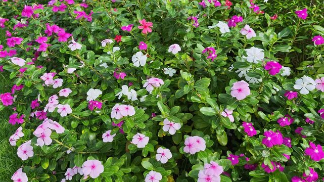 Periwinkle flowers blooming profusely in garden