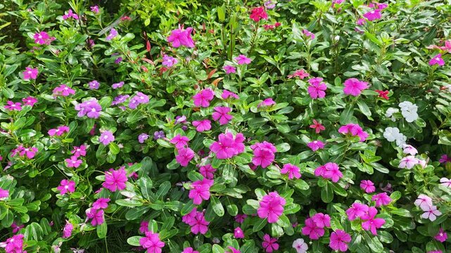 Periwinkle flowers blooming profusely in garden