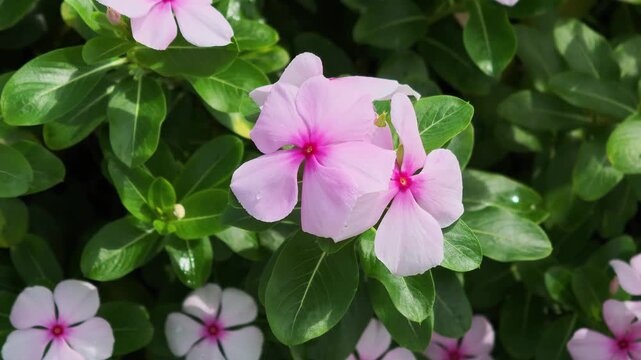 Beautiful Light Pink Periwinkle Flowers Blooming
