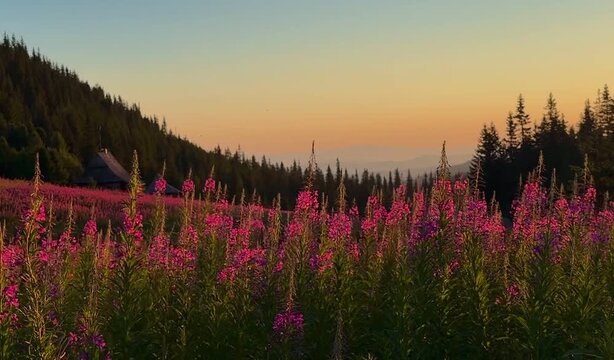 Slow zoom over blooming fireweed meadow towards wooden huts at sunrise
