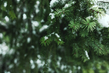 Real dark green spruce branches with white snow texture on a forest background. Pairs with a modern layout and holiday aesthetic with copy space on the left for a christmas quote. © Aleksandra Konoplya