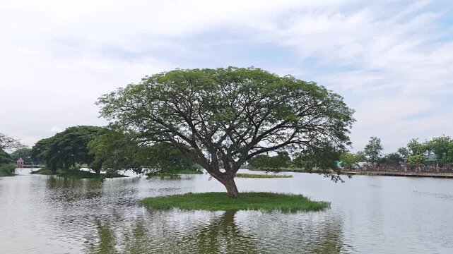 Rain Tree Beside Vast Pond