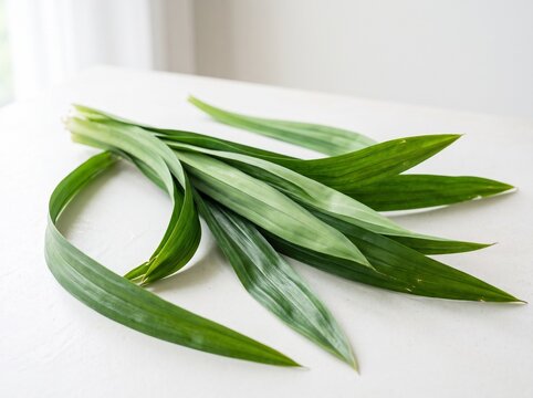 Fresh green pandan leaves bundle on white background