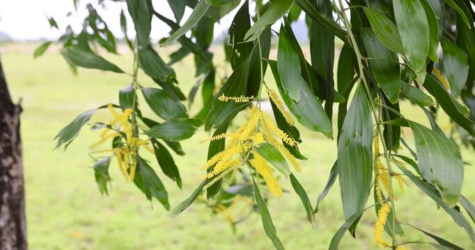 Yellow Earleaf acacia flowers (Acacia auriculiformis)  hang down from lush green branches, swaying in the breeze in the park, against a soft and bright backdrop. Taken in Kayin State, Myanmar. 