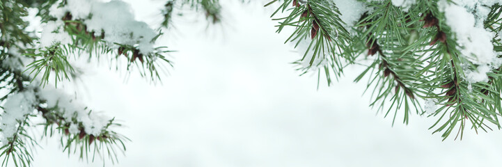 Fototapeta premium Real green spruce branches with white snow texture on a high key background. Drops into a minimalist christmas website header and holiday banner composition with negative space in the center.