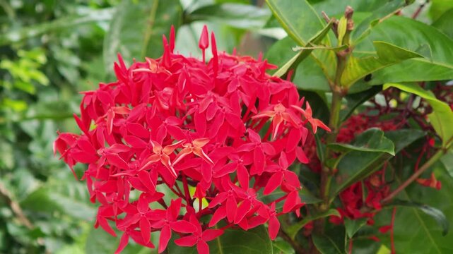 Bright red ixora flowers on the plant