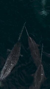 Pod of Narwhals Swimming Together in Deep Dark Ocean Water