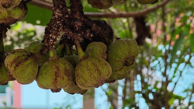 Wild Fig Fruit