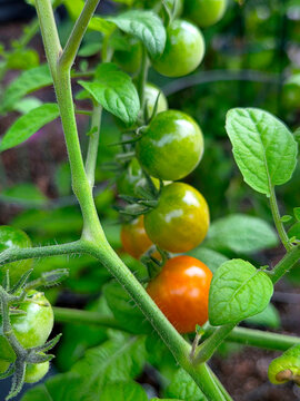 Vibrant cherry tomatoes grow on a lush green vine, displaying a beautiful transition of colors from green to orange