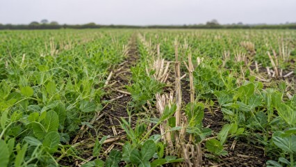 Naklejka premium Green cover crop growing between stubble rows in a no till field