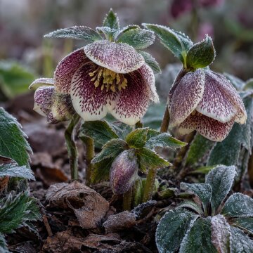 Hellebore flowers nodding in a frosty winter garden bed