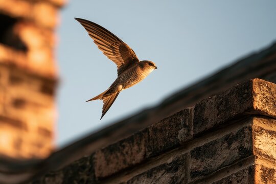 Chimney swift in flight over a weathered brick chimney at golden hour