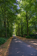 Fototapeta premium Asphalt road through green tree alley under dense canopy on sunny day 