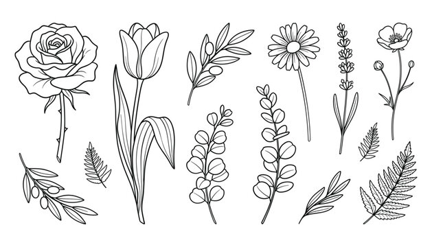 Elegant Floral and Botanical Vector Set with Rose Tulip Daisy Lavender Eucalyptus Olive Branch and Fern Leaves for Wedding Invitation Graphic Designs.