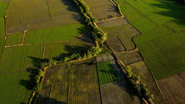 Aerial view of lush green rice paddies in Tuburan, featuring geometric field patterns and irrigation channels under soft golden hour light in Pototan, Western Visayas, Philippines.