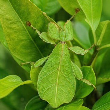 Leaf insect camouflaged among green foliage extreme macro