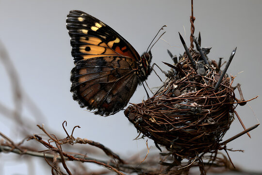 Delicate butterfly on a nest of thorny wires and sharp nails, a stark contrast of nature and danger, highlighting fragility.