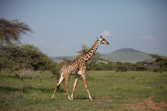 Giraffe walking across the savanna in Ngorongoro Crater, Tanzania