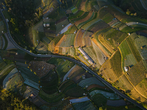 Aerial view of Nepal Van Java featuring vibrant terraced agricultural fields and a winding road illuminated by golden hour light in Kaliangkrik, Central Java, Indonesia.