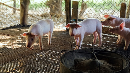 Many piglets are eating prepared food in the pig farm. Little piglets are eating food. © NARONG