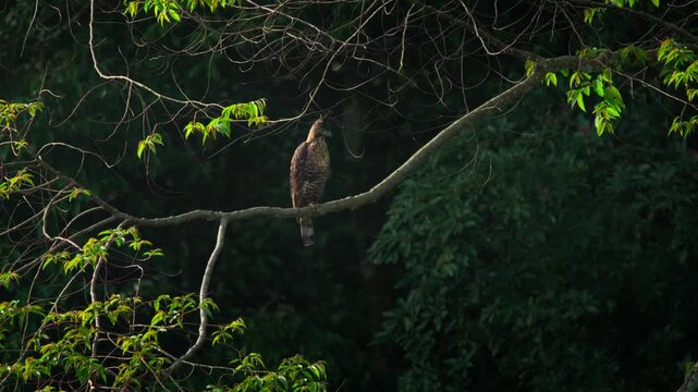 Female javan hawk-eagle (Nisaetus bartelsi) in alert position perching on mossy tree branch, guarding its nest from nearby tree, natural bokeh background	
