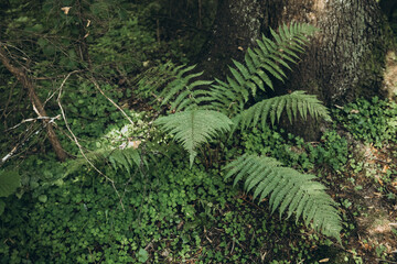 Green fern plant grows on lush ground in natural forest, peaceful outdoor nature, eco botanical concept, summer forest greenery. © marii
