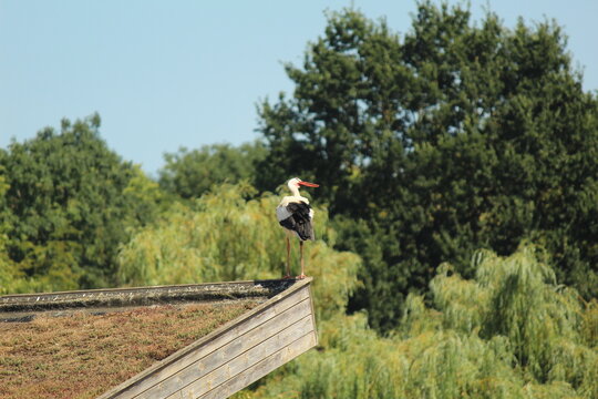 White Stork Standing on Wooden Roof in Nature