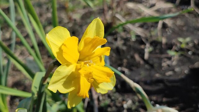 Blooming narcissus flower on sunny spring morning. Varietal flower of narcissus . Many yellow petals collected in inflorescence on green stem growing in flower bed