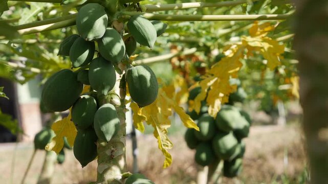 Unripe papaya fruits growing on a young tree in a plantation with yellowing leaves. Green harvest.