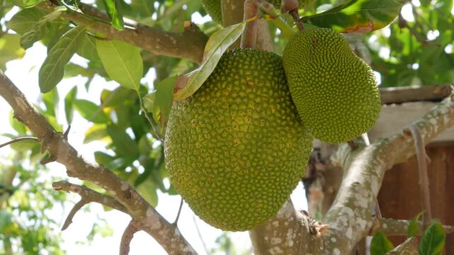 Two green jackfruits hang on a tree branch in a tropical garden with lush green leaves. Fresh produce.