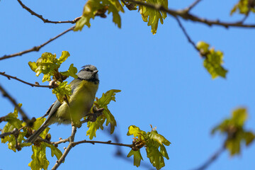 Eurasian Blue Tit on Spring Branch in Lednice⁠ © Alexander