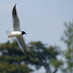 Fototapeta premium Black-headed Gull Flying in Lednice⁠