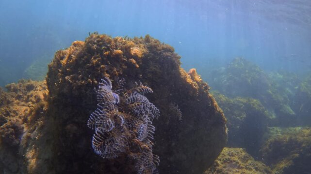 Feather star crinoid resting on an underwater rock covered with marine algae. Sunrays penetrating the blue water column