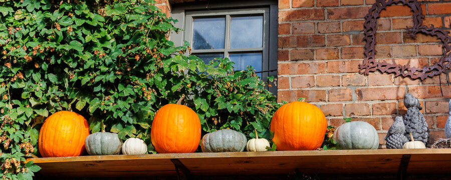 Row of many ripe orange white pumpkins decor wooden shelf barn wall farm yard barn fall harvest fest market. Halloween thanksgiving celebration symbol plant. Country rustic squash autumn background