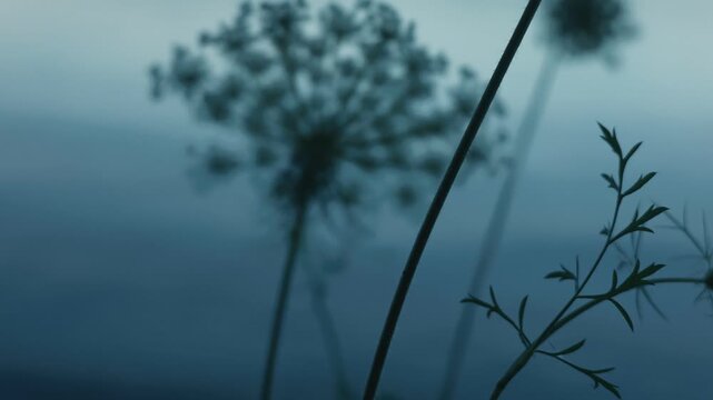 A white flower quietly blooming along the shores of Lake Toya
