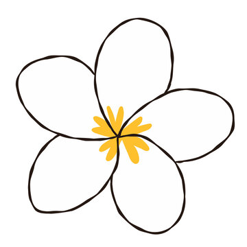 Hand Drawn White Frangipani Plumeria Flower Clipart Vector