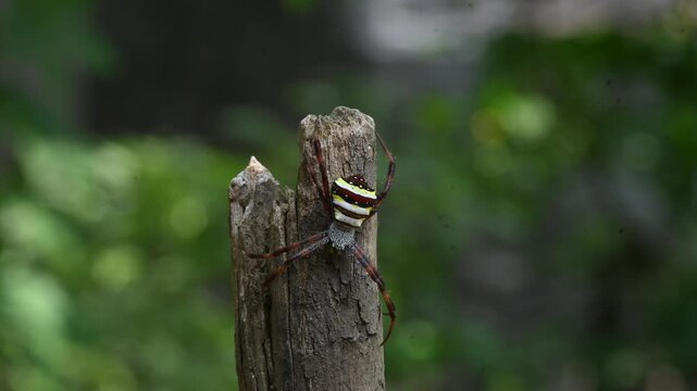 Argiope bruennichi or&nbsp;wasp spider. It is a species of&nbsp;orb- weaver&nbsp;spider found in Europe,&nbsp;Asia&nbsp;and&nbsp;Africa. This species features distinctive yellow, white and black markings on its abdomen.