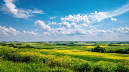 Fototapeta premium Vibrant landscape features rolling hills and fields of yellow flowers under bright blue sky. Fluffy clouds scatter across horizon in scenic, peaceful setting