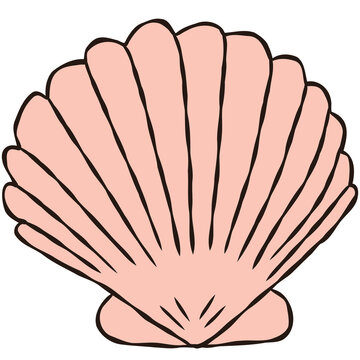 Hand Drawn Pink Scallop Seashell Clipart