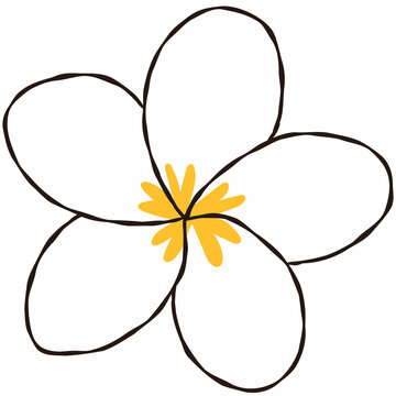 Hand Drawn White Frangipani Plumeria Flower Clipart Vector