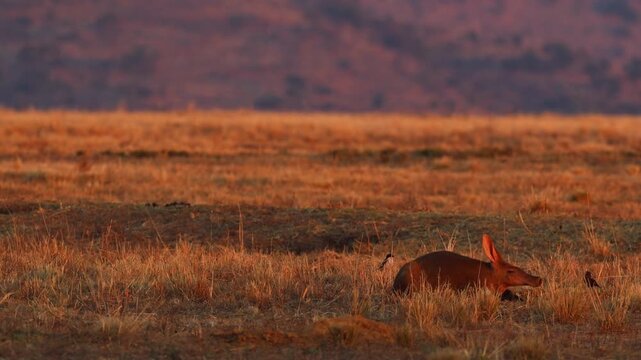 Rare aardvark lies in warm sunset grassland as camera slowly zooms out