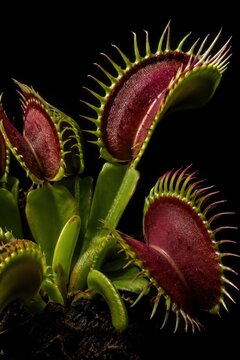 Venus flytrap traps macro detail on black background