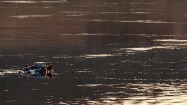 Hippo floats low in warm sunset water, ears glowing as it watches the river
